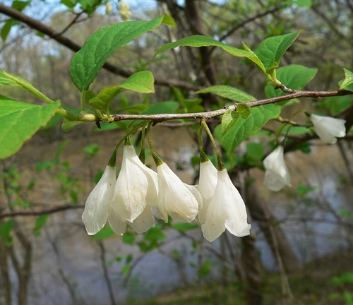 {Halesia tetraptera}